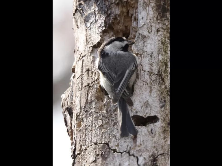 A black-capped chickadee in Westborough, photographed by Steve Forman.