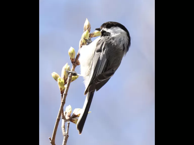A black-capped chickadee in Westborough, photographed by Steve Forman.