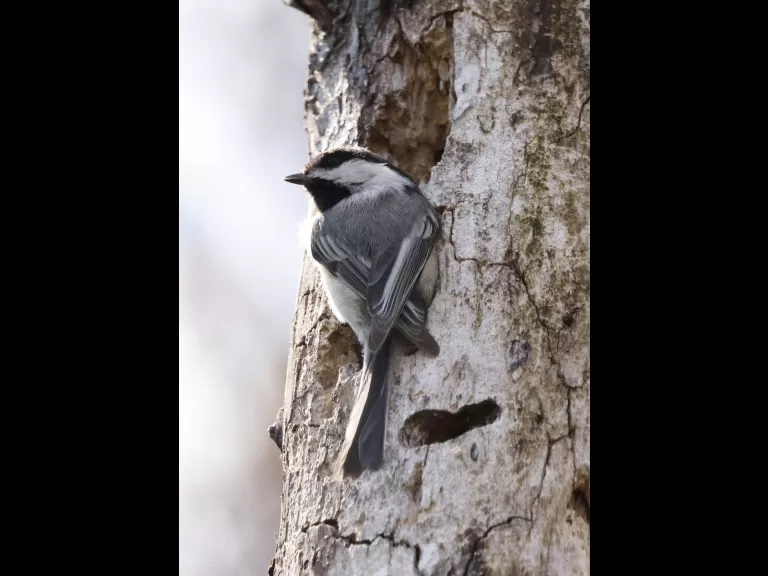 A black-capped chickadee in Westborough, photographed by Steve Forman.