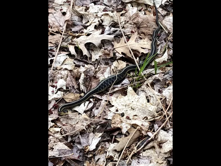 A common garter snake at SVT's Willman Wetlands in Southborough, photographed by Debbie Costine.