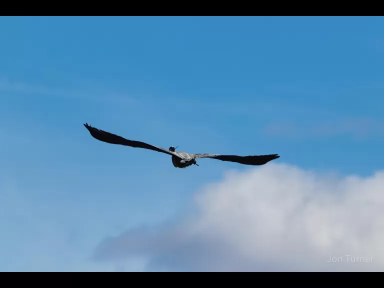 A muskrat in Bolton, photographed by Jon Turner.