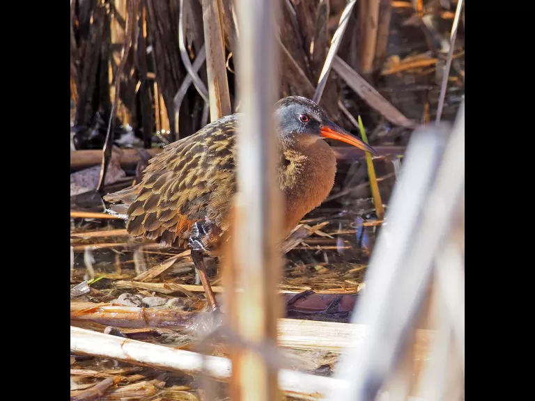 A Virginia rail in Concord, photographed by Joan Chasan.