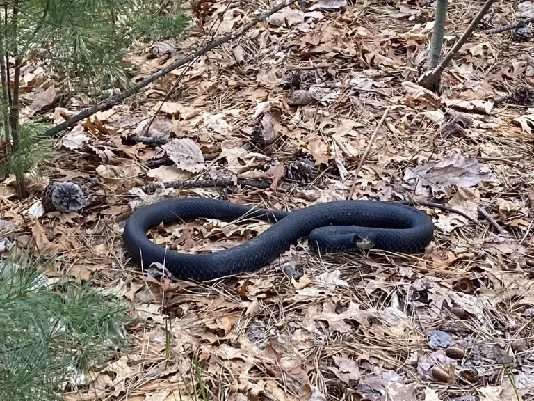 A black racer at SVT's Memorial Forest in Sudbury, photographed by Karin Paquin.