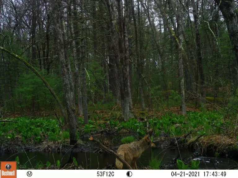 A white-tailed deer at SVT's General Federation of Women's Clubs of Massachusetts Memorial Forest in Sudbury, photographed with an automatically triggered wildlife camera by Craig Smith.