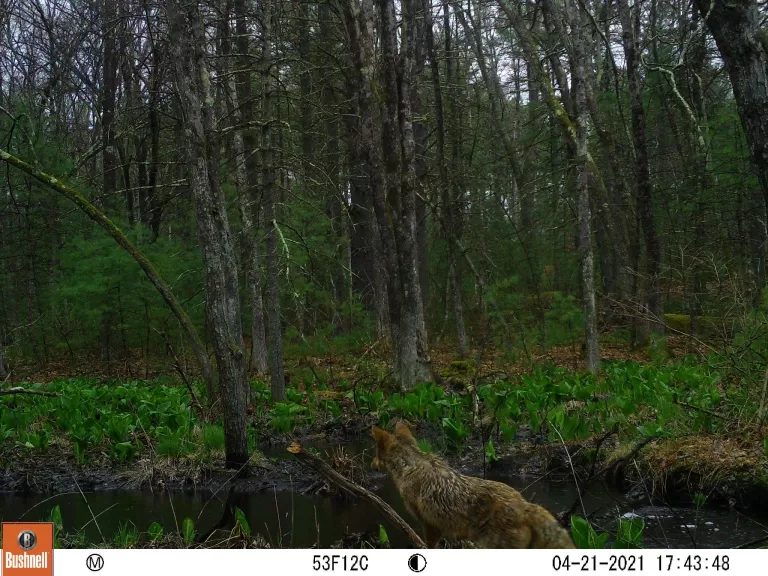 A white-tailed deer at SVT's General Federation of Women's Clubs of Massachusetts Memorial Forest in Sudbury, photographed with an automatically triggered wildlife camera by Craig Smith.