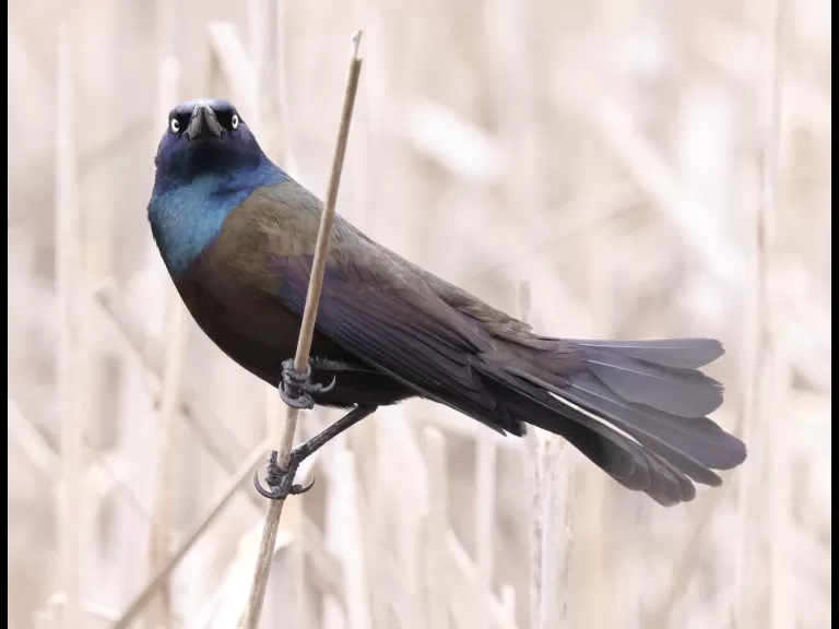 A common grackle at Great Meadows in Concord, photographed by Steve Forman.