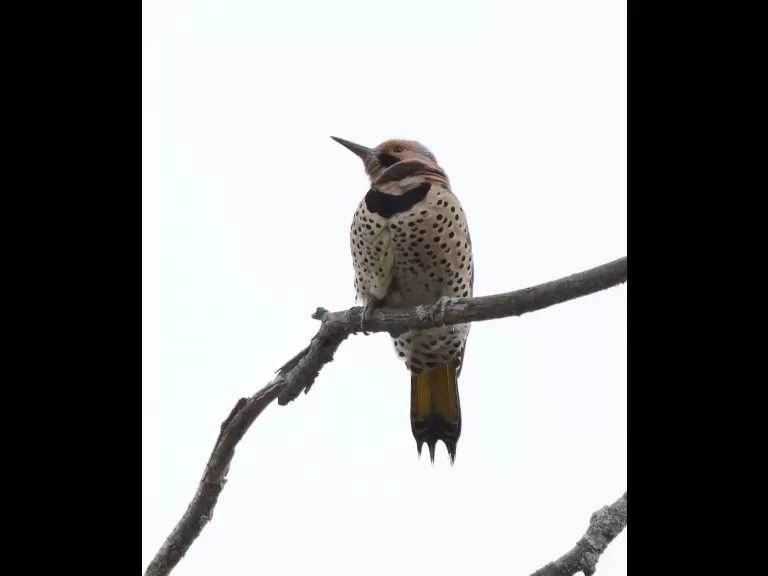 A northern flicker at Breakneck Hill Conservation Land in Southborough, photographed by Steve Forman.