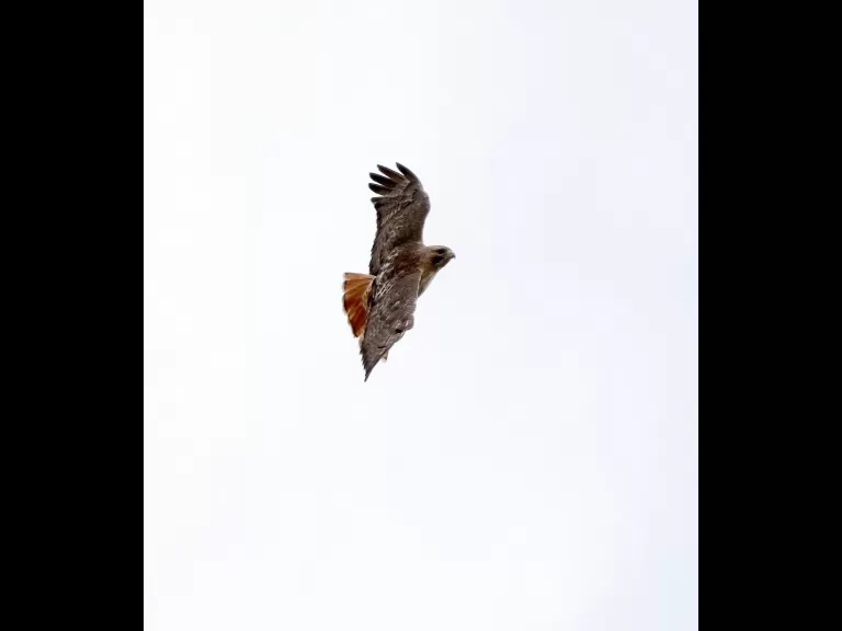 A northern flicker at Breakneck Hill Conservation Land in Southborough, photographed by Steve Forman.