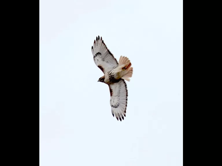 A northern flicker at Breakneck Hill Conservation Land in Southborough, photographed by Steve Forman.