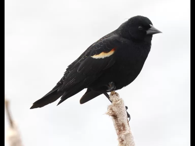 A red-winged blackbird at Farm Pond in Framingham, photographed by Steve Forman.