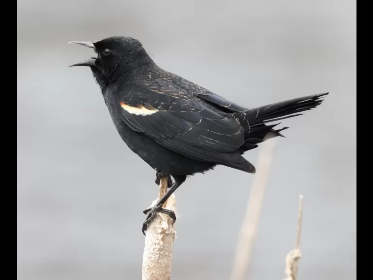 A red-winged blackbird at Farm Pond in Framingham, photographed by Steve Forman.