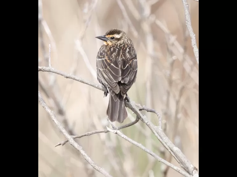 A red-winged blackbird at Farm Pond in Framingham, photographed by Steve Forman.