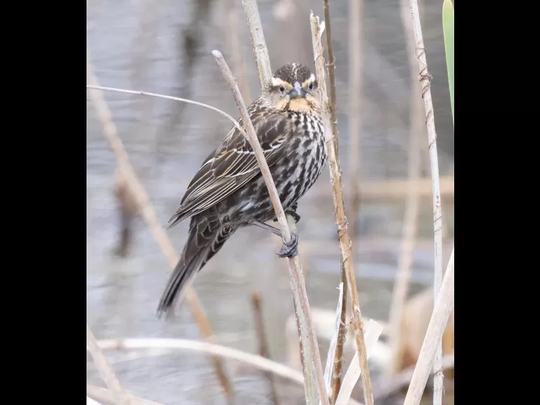 A red-winged blackbird at Farm Pond in Framingham, photographed by Steve Forman.