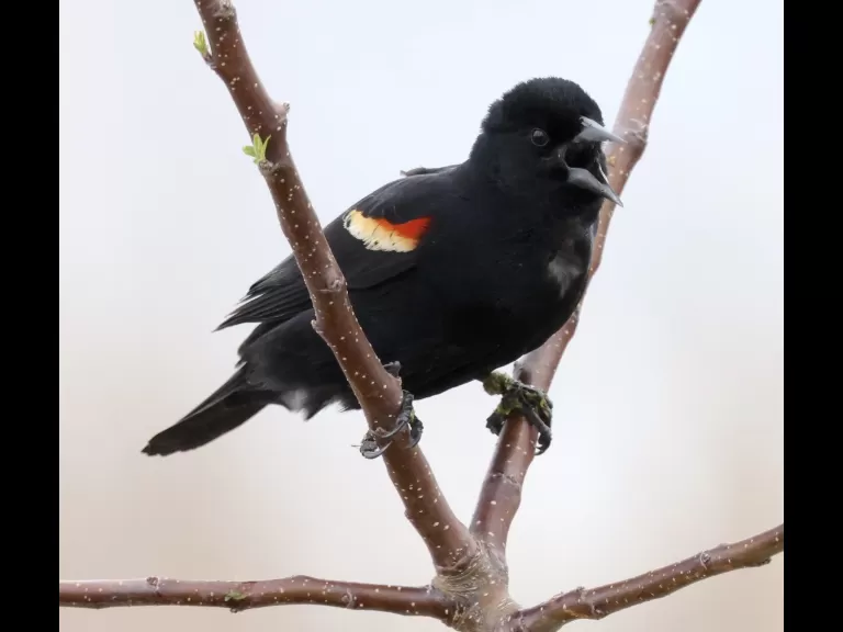 A common grackle at Great Meadows in Concord, photographed by Steve Forman.