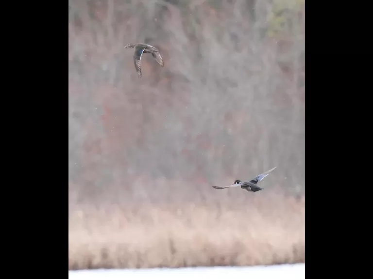 A common grackle at Great Meadows in Concord, photographed by Steve Forman.