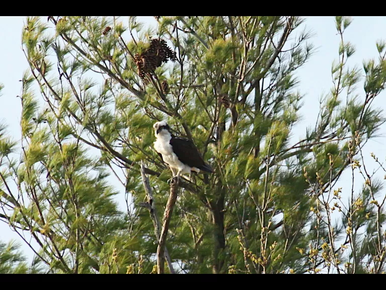 An osprey at Assabet River National Wildlife Refuge in Maynard, photographed by Craig Smith.