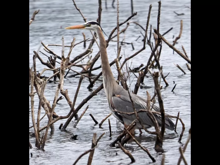 A great blue heron in Wayland, photographed by Joan Chasan.