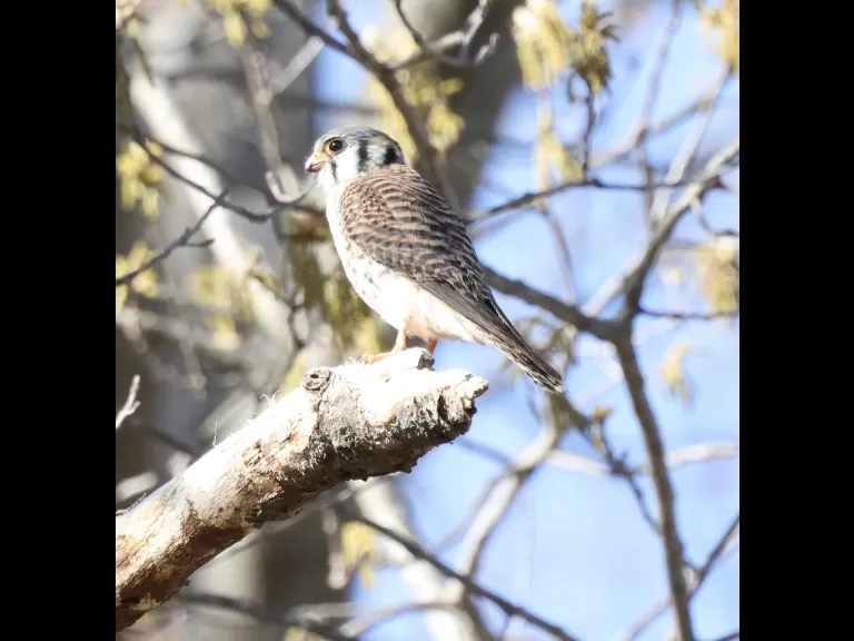 An American kestrel at Breakneck Hill Conservation Land in Southborough, photographed by Steve Forman.