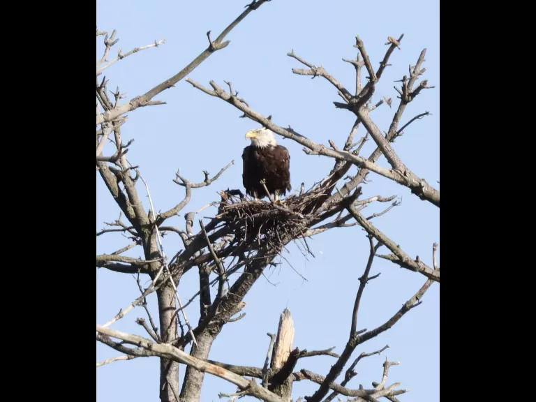 A bald eagle at the Sudbury Reservoir in Southborough, photographed by Steve Forman.