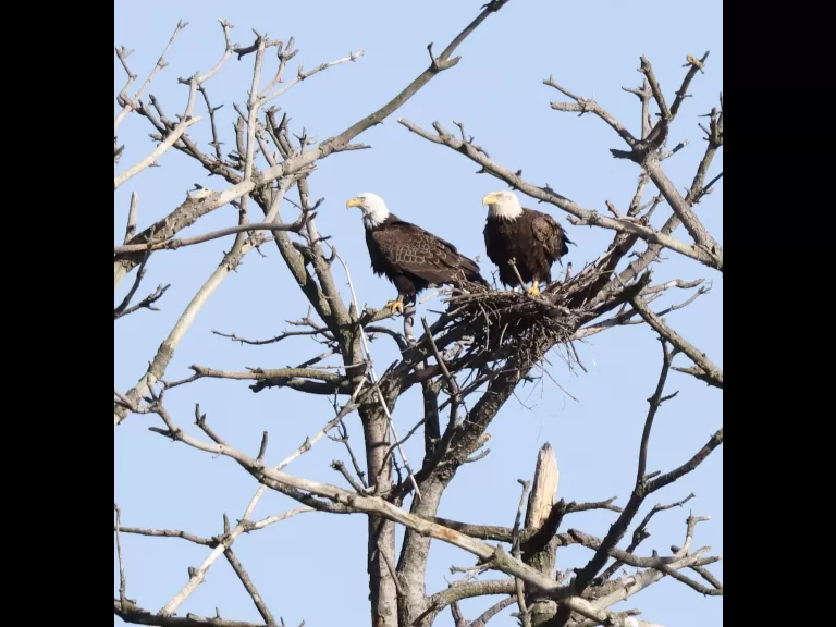 A bald eagle at the Sudbury Reservoir in Southborough, photographed by Steve Forman.