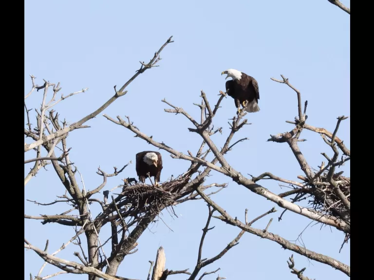 A bald eagle at the Sudbury Reservoir in Southborough, photographed by Steve Forman.