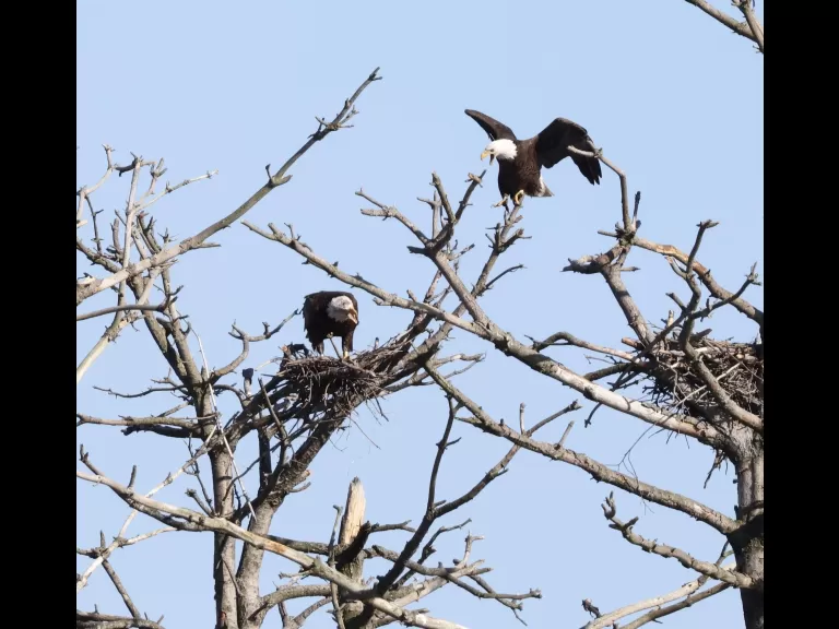 A bald eagle at the Sudbury Reservoir in Southborough, photographed by Steve Forman.