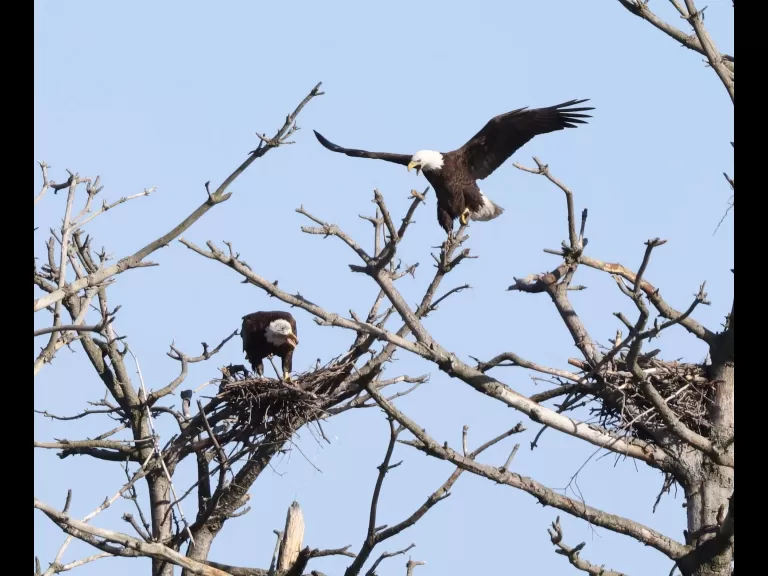 A bald eagle at the Sudbury Reservoir in Southborough, photographed by Steve Forman.