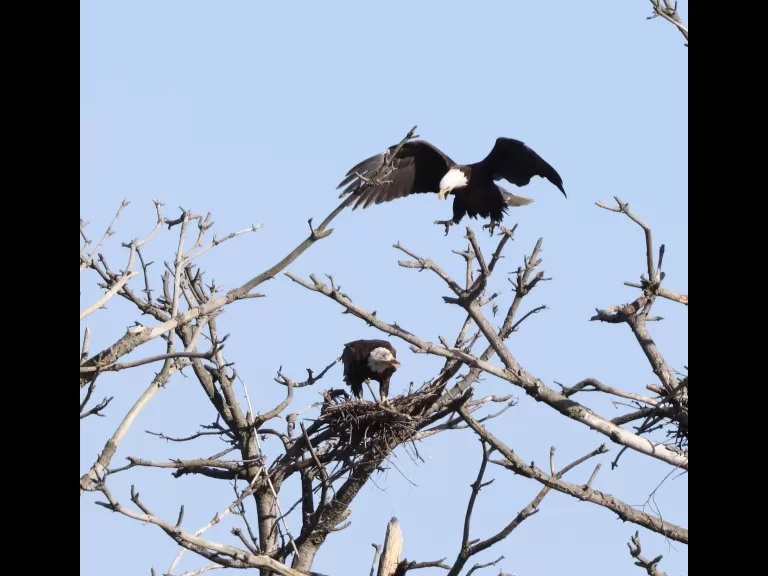 A bald eagle at the Sudbury Reservoir in Southborough, photographed by Steve Forman.