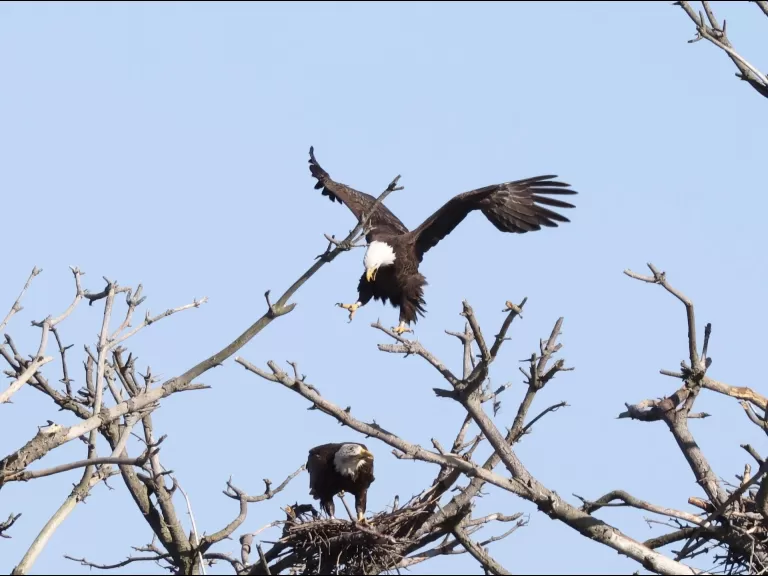 A bald eagle at the Sudbury Reservoir in Southborough, photographed by Steve Forman.