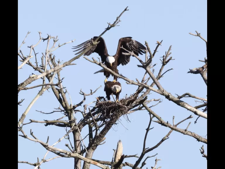 A bald eagle at the Sudbury Reservoir in Southborough, photographed by Steve Forman.