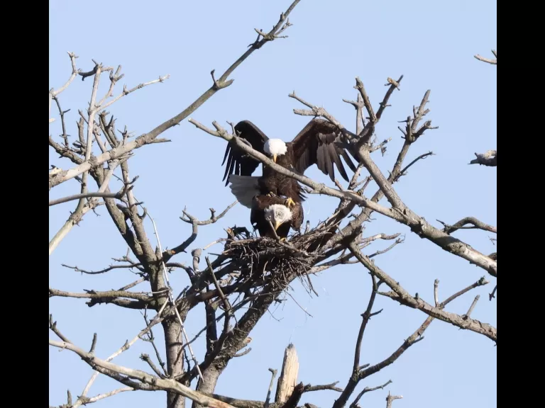 A bald eagle at the Sudbury Reservoir in Southborough, photographed by Steve Forman.