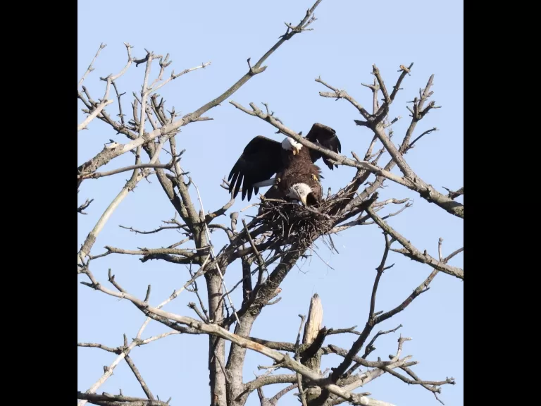A bald eagle at the Sudbury Reservoir in Southborough, photographed by Steve Forman.