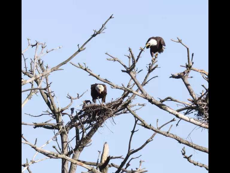 A bald eagle at the Sudbury Reservoir in Southborough, photographed by Steve Forman.