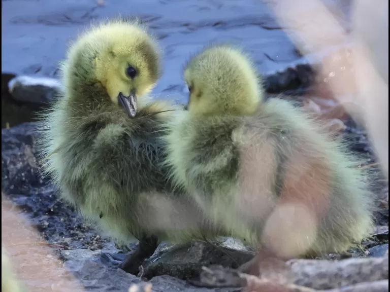 Canada geese goslings at Hager Pond in Marlborough, photographed by Steve Forman.