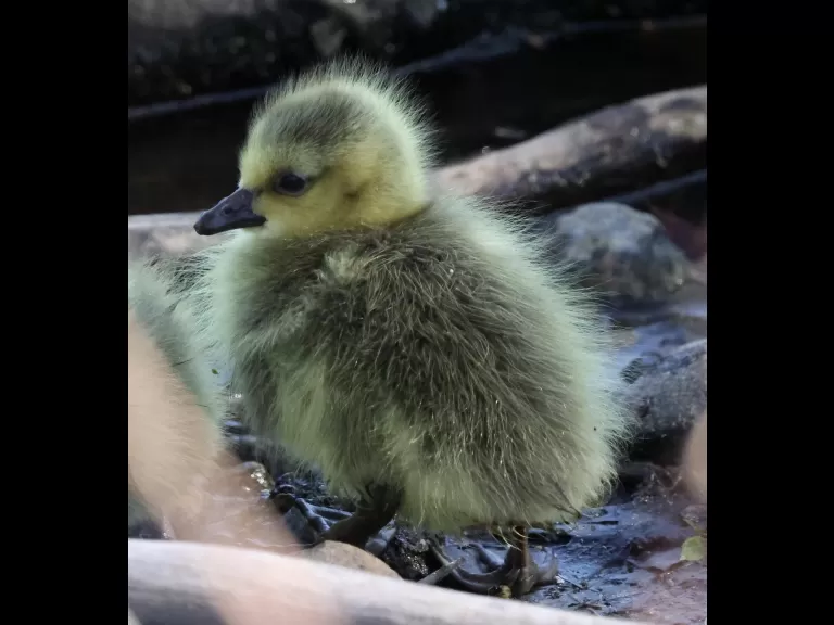Canada geese goslings at Hager Pond in Marlborough, photographed by Steve Forman.