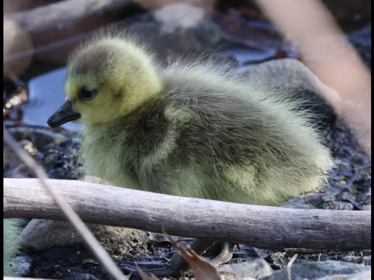 Canada geese goslings at Hager Pond in Marlborough, photographed by Steve Forman.
