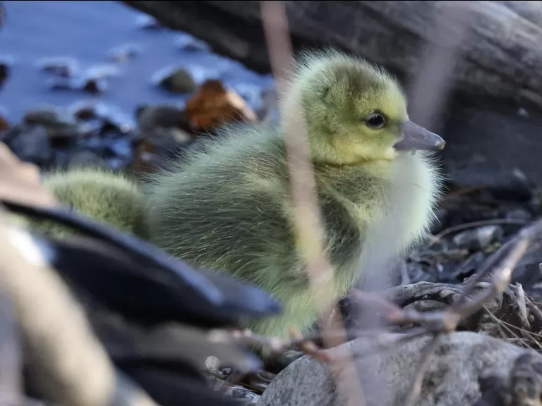 Canada geese goslings at Hager Pond in Marlborough, photographed by Steve Forman.