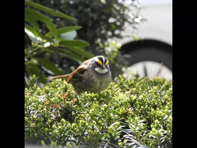 A northern flicker in Natick, photographed by Chuck Hill.