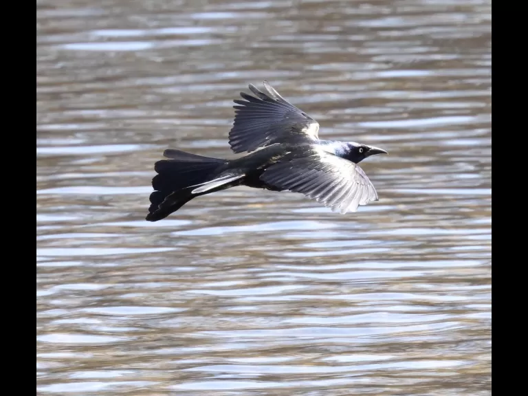 A black-capped chickadee at Hager Pond in Marlborough, photographed by Steve Forman.