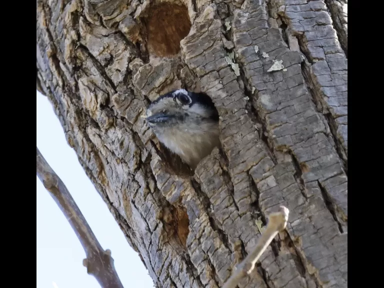A black-capped chickadee at Hager Pond in Marlborough, photographed by Steve Forman.