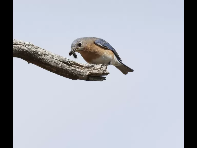 An eastern bluebird at Breakneck Hill Conservation Land in Southborough, photographed by Steve Forman.