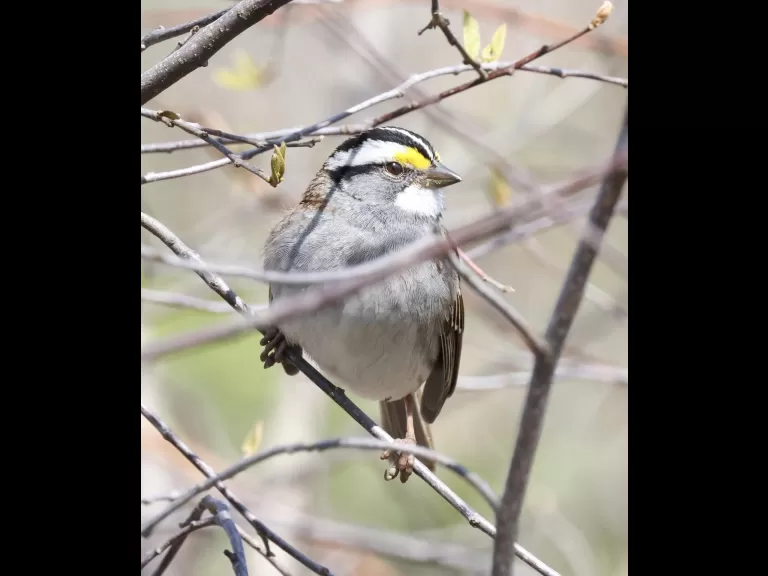 An eastern bluebird at Breakneck Hill Conservation Land in Southborough, photographed by Steve Forman.