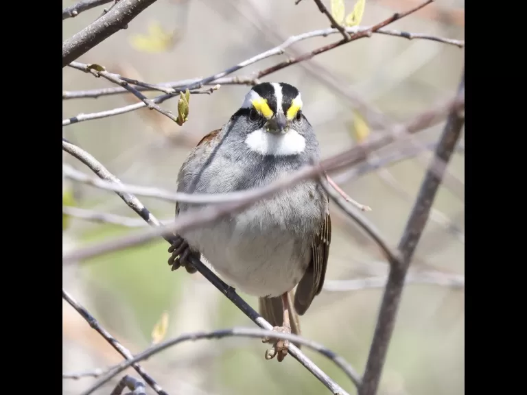 An eastern bluebird at Breakneck Hill Conservation Land in Southborough, photographed by Steve Forman.
