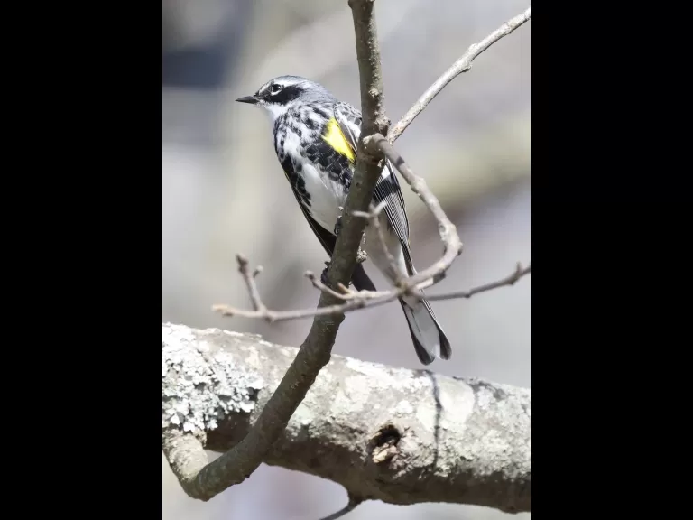 A black-capped chickadee at Hager Pond in Marlborough, photographed by Steve Forman.