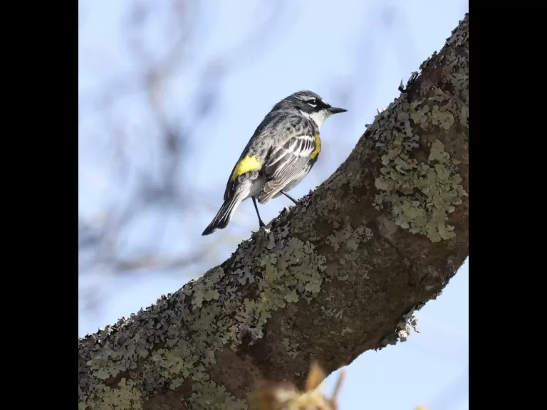 A black-capped chickadee at Hager Pond in Marlborough, photographed by Steve Forman.