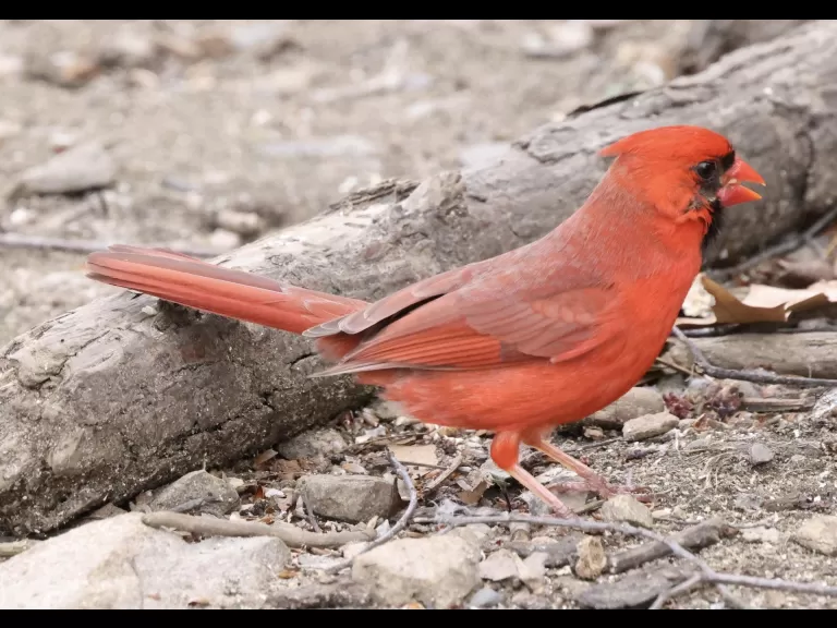 A northern cardinal at Hager Pond in Marlborough, photographed by Steve Forman.