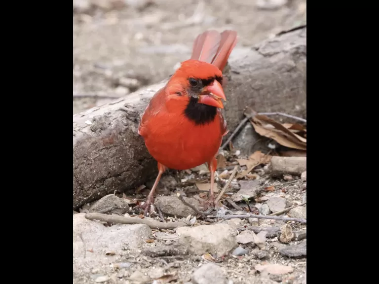 A northern cardinal at Hager Pond in Marlborough, photographed by Steve Forman.