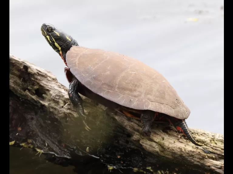 A northern cardinal at Hager Pond in Marlborough, photographed by Steve Forman.