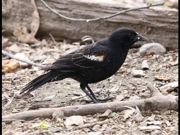 A northern cardinal at Hager Pond in Marlborough, photographed by Steve Forman.