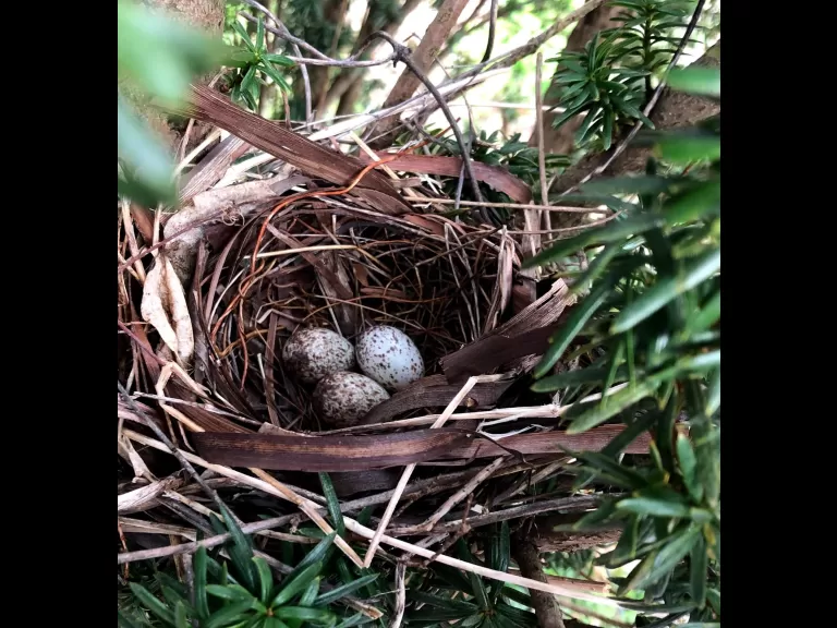 An American toad in Southborough, photographed by Debbie Costine.